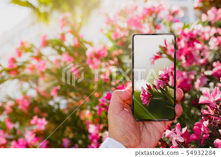 Using smartphone to make a macro photo of rose colored flowers 54932284