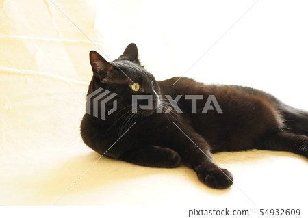 黑貓 54932609