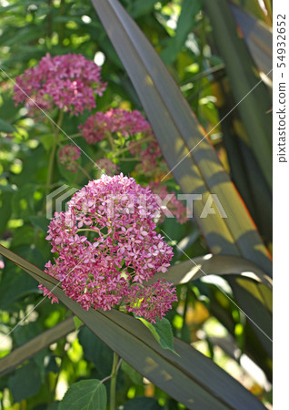 鈕海州常山的灌木叢 54932652