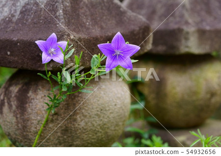 Nara Motokoji Temple / Kikyoji Temple 5 54932656