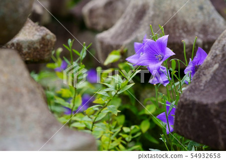 Nara Motokoji / Temple of Kikyo 6 54932658