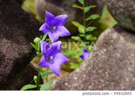 Nara Motokoji / Temple of Kikyo 10 Nara Motokoji / Temple of Kikyo 10 54932665