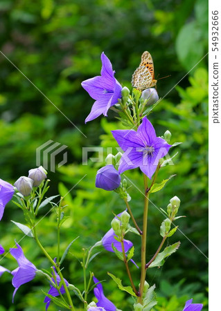 Nara Motokoji and Kikyo Garden 1 54932666