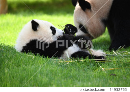 Parent-child Panda 54932763