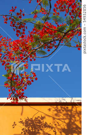 red summer flower, flamboyant shadow yellow wall 54932856