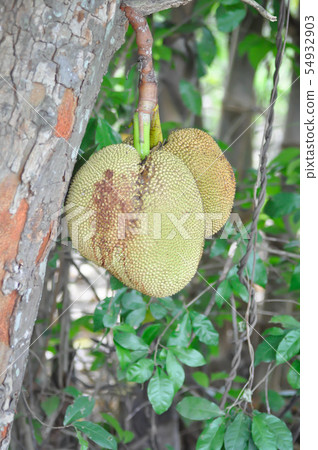 jackfruit, jackfruit tree jackfruit, jackfruit tree 54932903