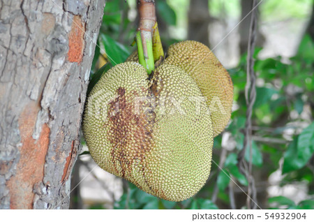jackfruit, jackfruit tree jackfruit, jackfruit tree 54932904