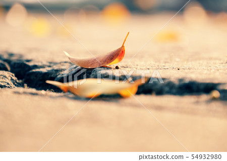 yellow leaves sad concept with blurred background yellow leaves sad concept with blurred background 54932980