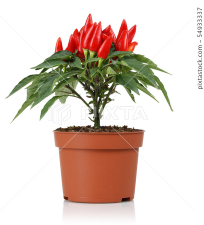 Potted pepper plant and red peppers, isolated 54933337