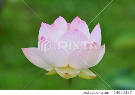 蓮花 54933357