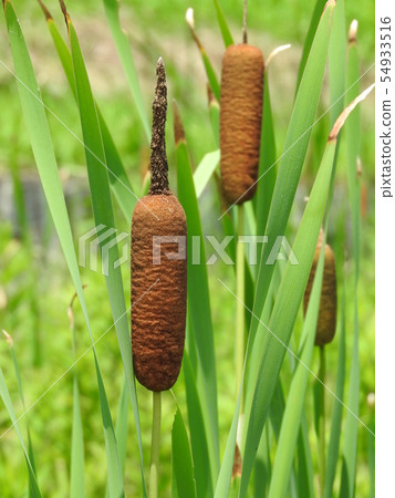 Ear of the Gama 54933516