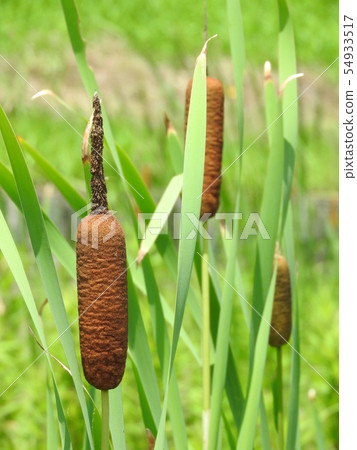 Ear of the Gama 54933517