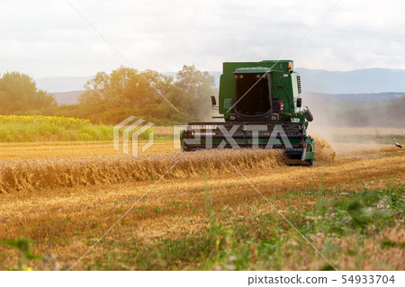 Harvesting wheat harvester on a sunny summer day 54933704