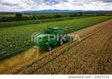 Harvesting wheat on a summer day, aerial drone 54933710