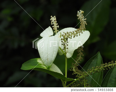 Hange秀(半夏學生) Hange秀(半夏學生) 54933808