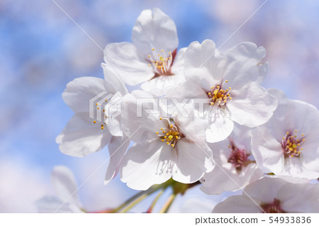 Cherry Blossoms	 54933836