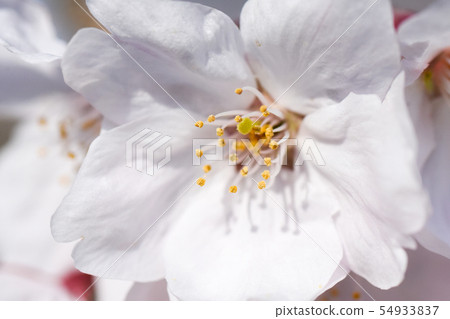 Cherry petals 54933837