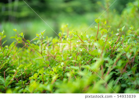 綠草 54933839