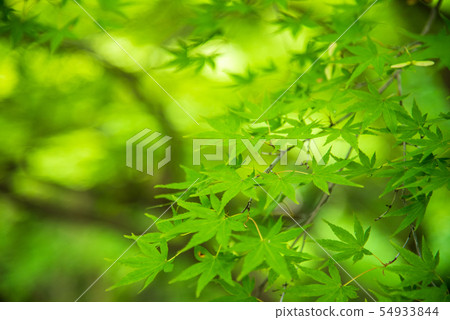 綠色秋葉 綠色秋葉 54933844