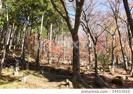 長安寺五百欒 54933910