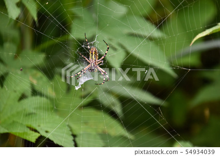 spider spider 54934039