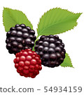 Blackberry  54934159