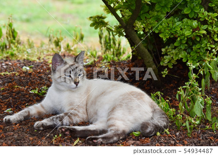 Cat  54934487