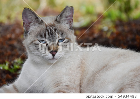 Cat  54934488
