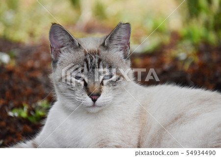 Cat  54934490