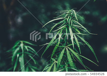 cannabis on a Black background 54934526