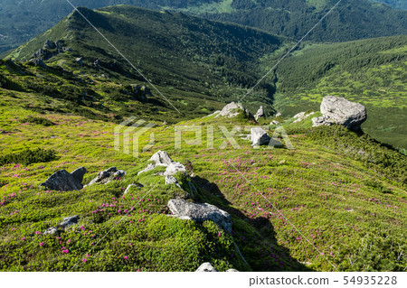 Pink rose rhododendron flowers on summer mountain Pink rose rhododendron flowers on summer mountain 54935228