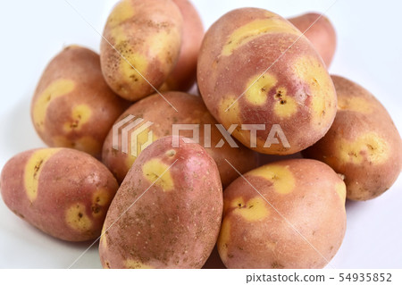 Potato (Inca's Hitomi) 54935852