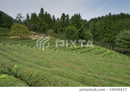Boseong tea field 54936617