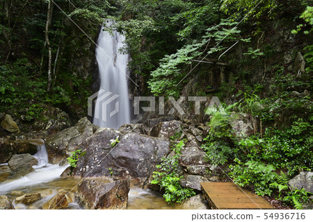 楊梅瀑布（滋賀縣大津市） 54936716