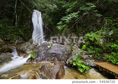 楊梅瀑布（滋賀縣大津市） 54936720