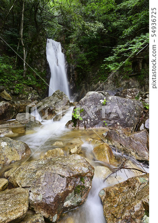 楊梅瀑布（滋賀縣大津市） 54936725