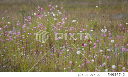 Gunsan Saemangeum Gunsan Saemangeum 54936742