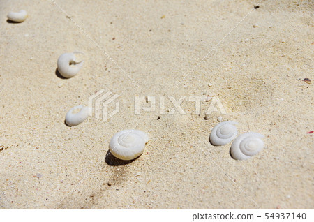 Shellfish fossil Shellfish fossil 54937140