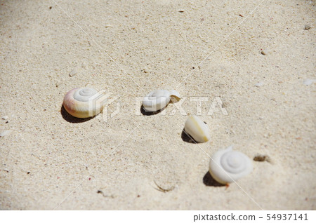 Shellfish fossil 54937141