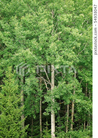 Aspen at summer green foliage nature background Aspen at summer green foliage nature background 54938047