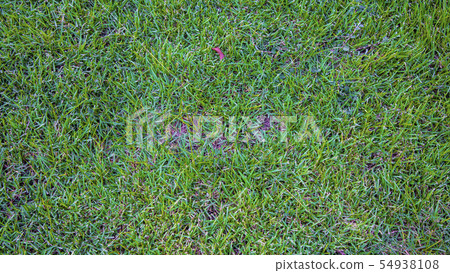 Many green grass surface images Many green grass surface images 54938108