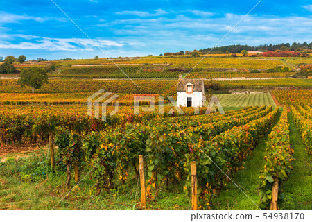 Vineyards in the autumn season, Burgundy, France 54938170