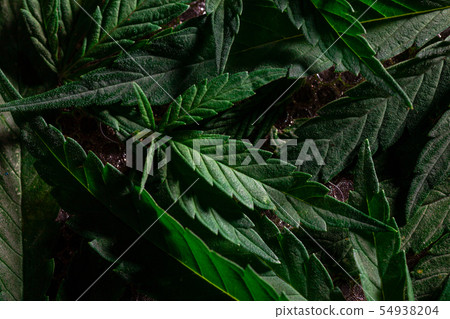 Cannabis Texture Marijuana Leaf Background 54938204
