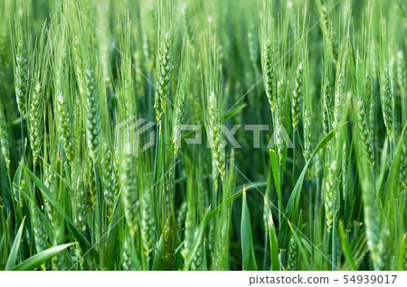 Young green wheat in a field Young green wheat in a field 54939017