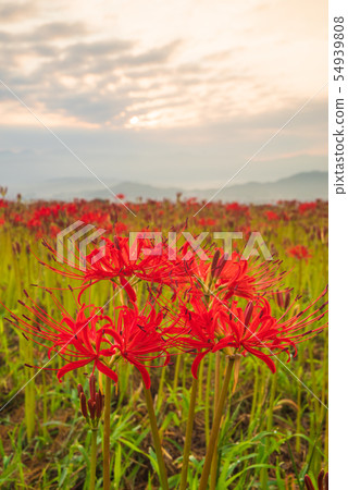 Cluster amaryllis Cluster amaryllis 54939808