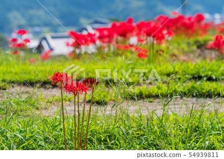 Higanbana and countryside Higanbana and countryside 54939811