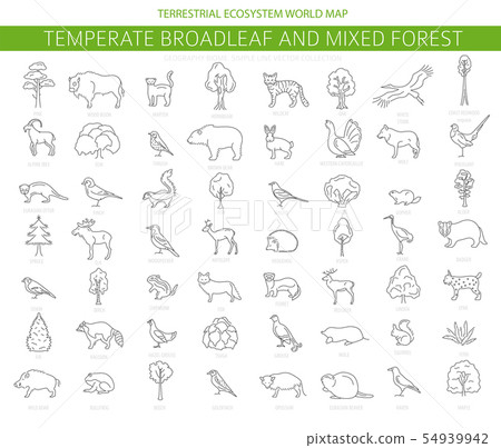 Temperate broadleaf forest and mixed forest biome. 54939942