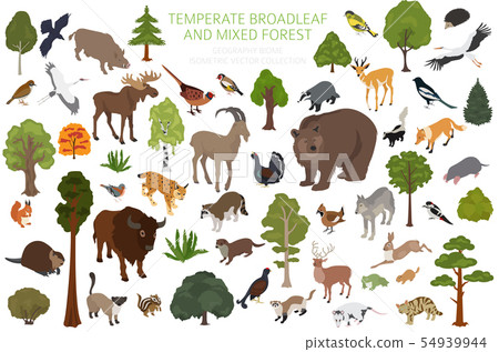 Temperate broadleaf forest and mixed forest biome. 54939944