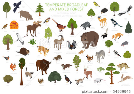 Temperate broadleaf forest and mixed forest biome. 54939945