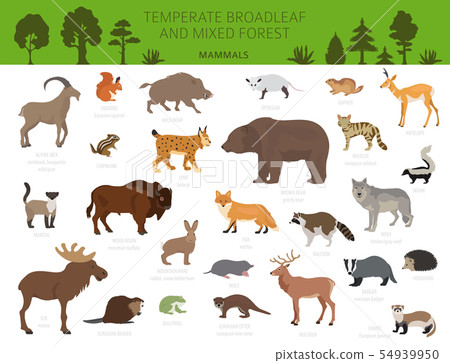 Temperate broadleaf forest and mixed forest biome. 54939950